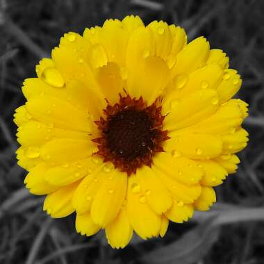 Calendula 'officinalis'