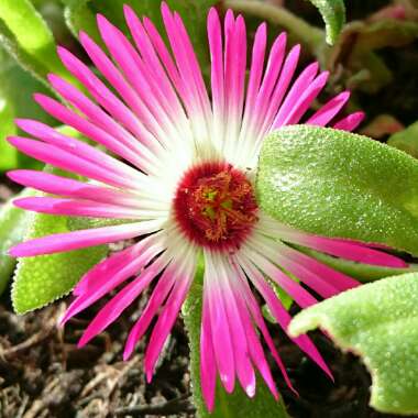 Dorotheanthus bellidiformis syn. Cleretum bellidiforme, Mesembryanthemum bellidiformis, Mesembryanthemum criniflorum, Cleretum cuneifolium, Cleretum limpidum
