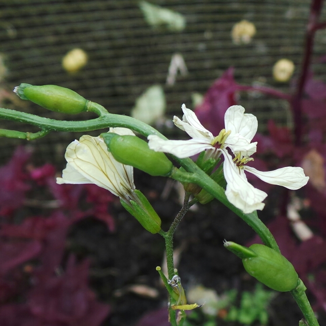 plant image 234060