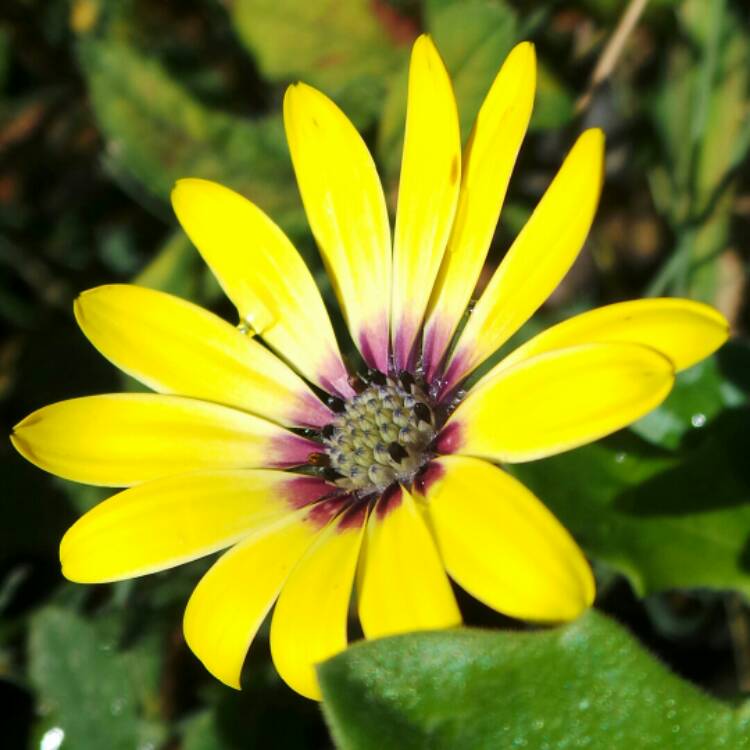 plant image 238133 plant image 238133