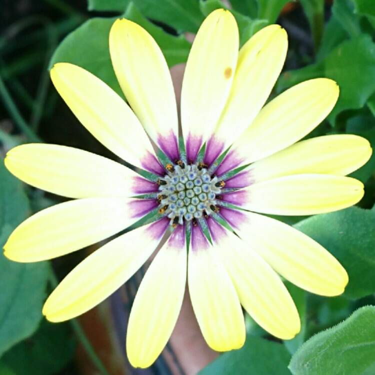 plant image 238407 plant image 238407