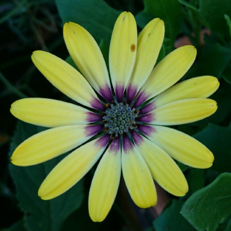 plant image 238416 plant image 238416