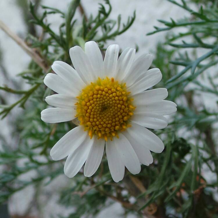 plant image 239647 plant image 239647