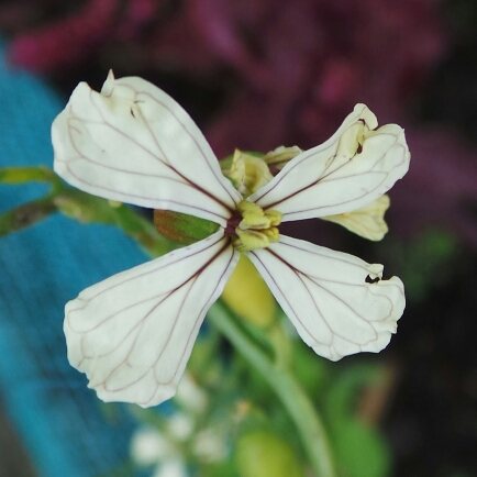 plant image 240301