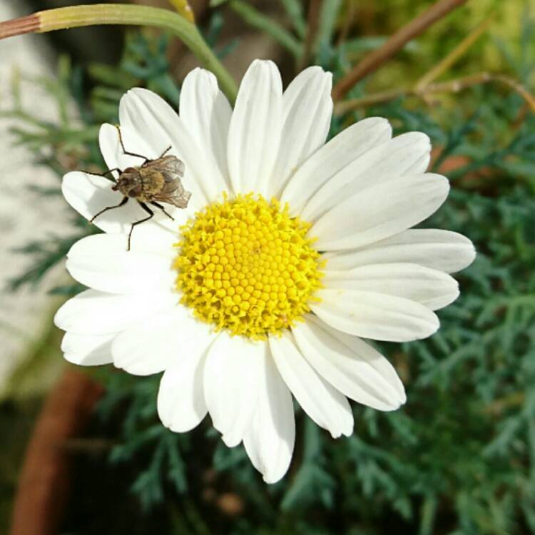Plant image Argyranthemum frutescens 'Dana'