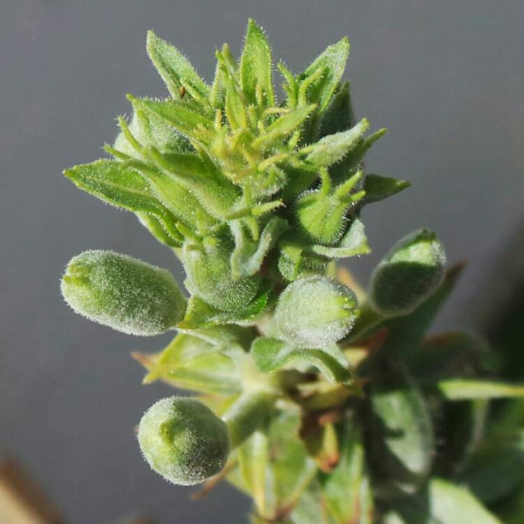 plant image 248020