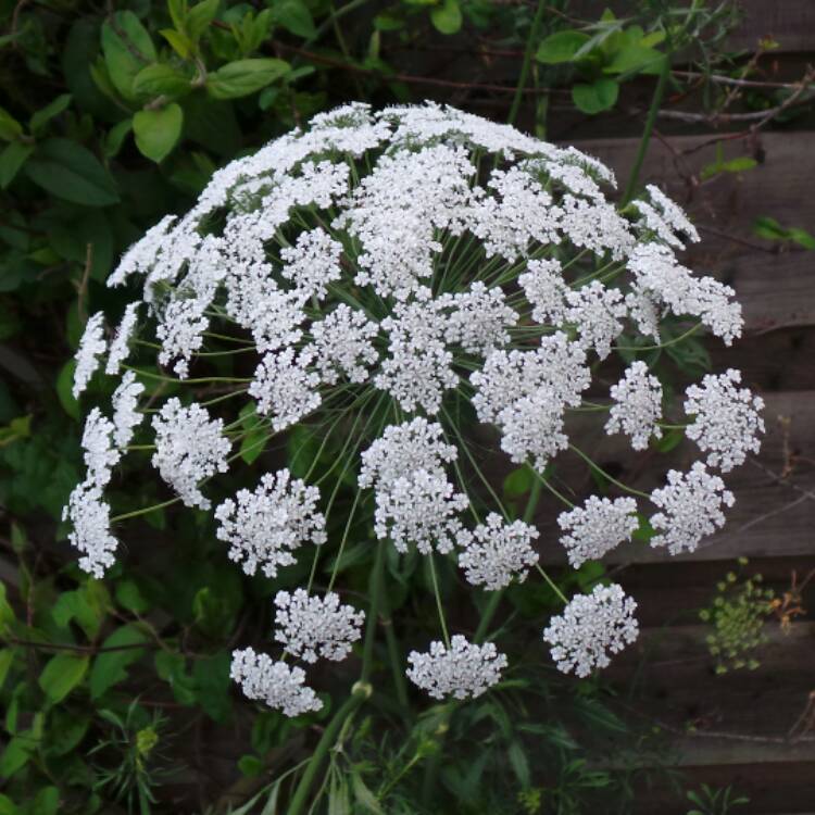 Plant image Ammi visnaga