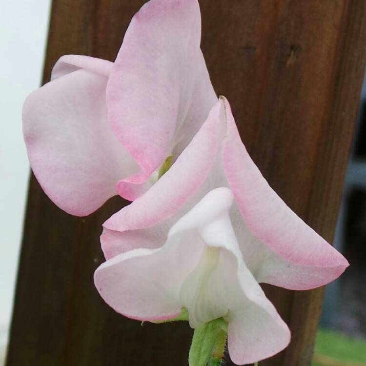 plant image 468420 plant image 468420