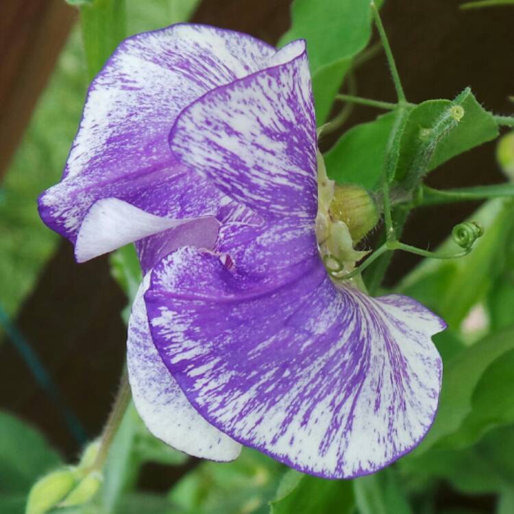 plant image 468429 plant image 468429