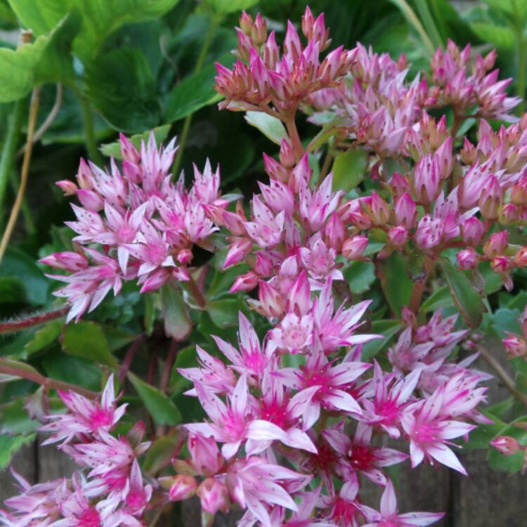 plant image 476824 plant image 476824