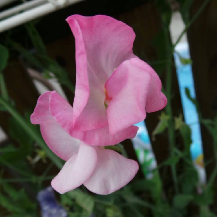 plant image 476825 plant image 476825
