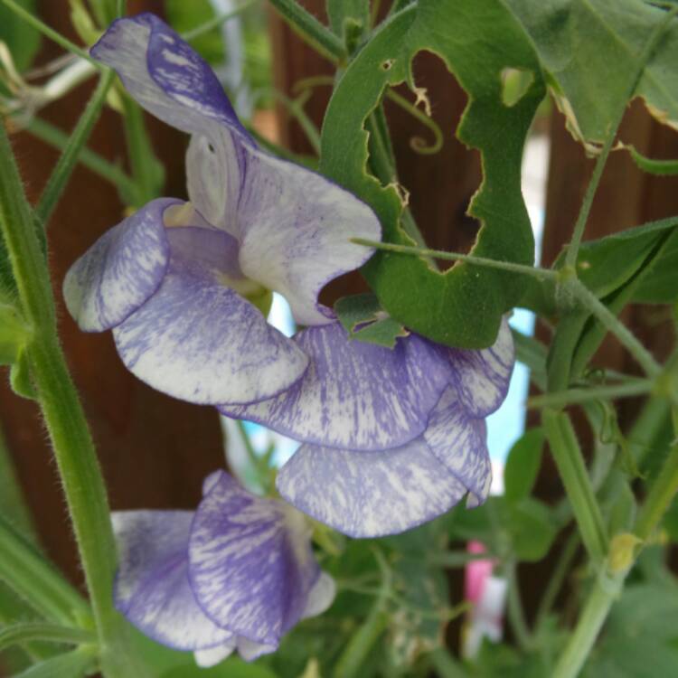 plant image 476826 plant image 476826