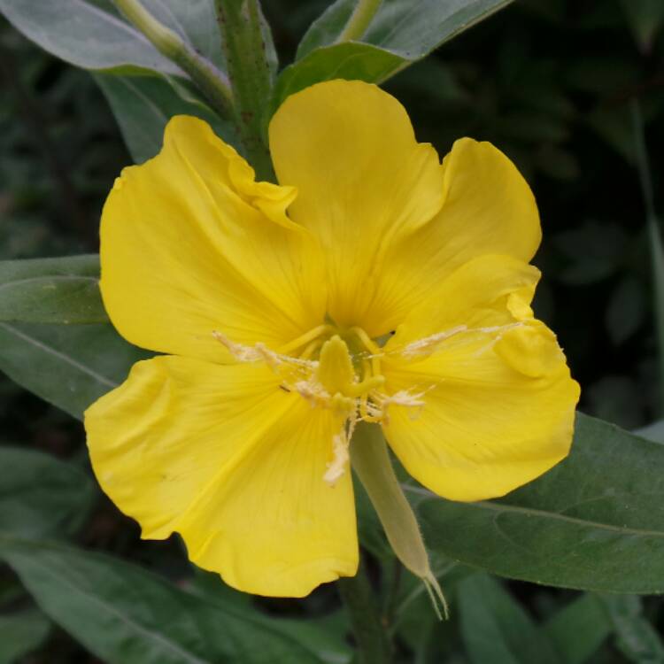 plant image 476827