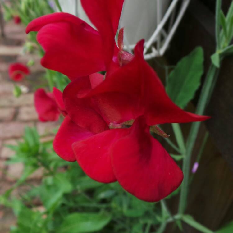 plant image 488772 plant image 488772