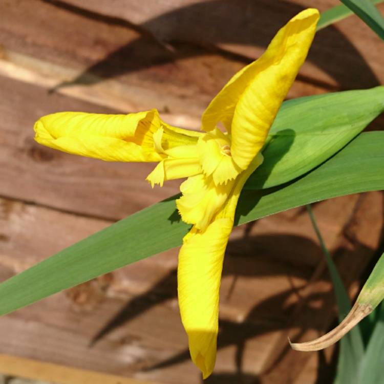 plant image 714258 plant image 714258