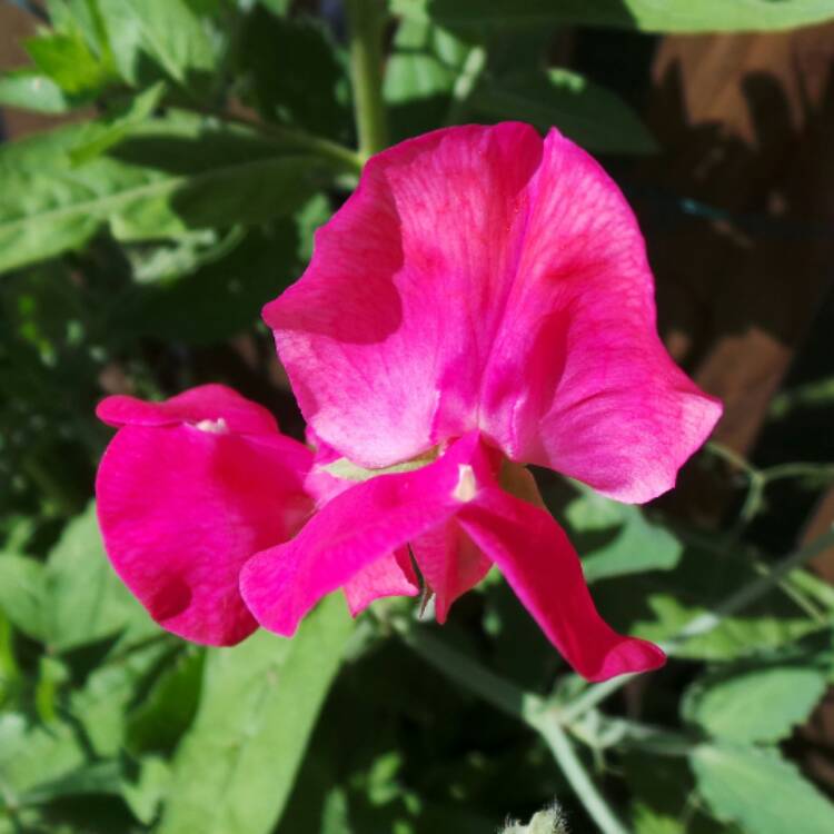 plant image 769296 plant image 769296