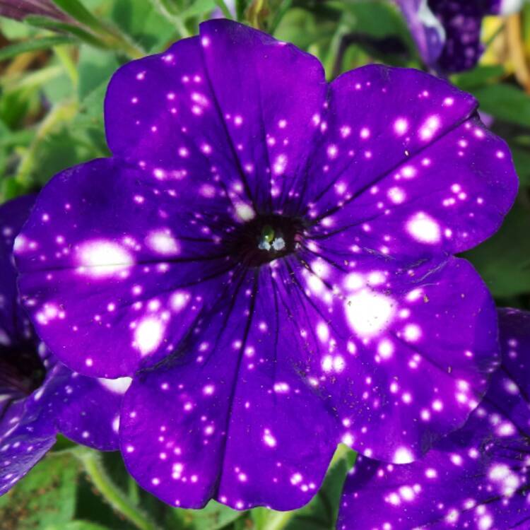plant image 784856 plant image 784856