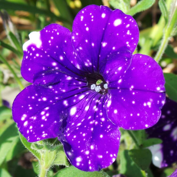 plant image 784859 plant image 784859