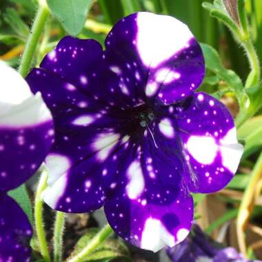 Petunia 'Kleph15313' syn. Petunia 'Night Sky', Petunia 'Headliner Night Sky'