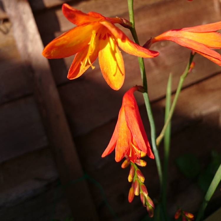 plant image 797265 plant image 797265