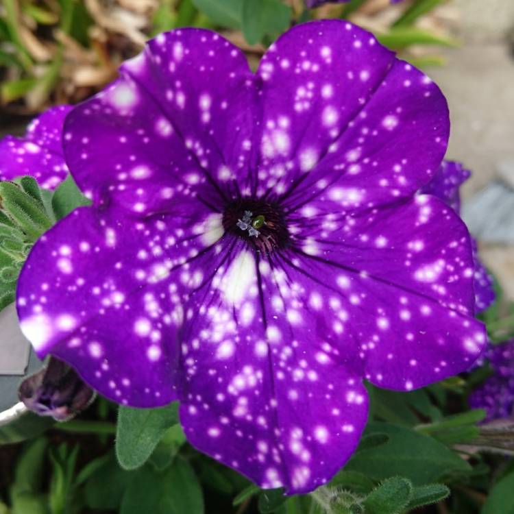 plant image 799448 plant image 799448