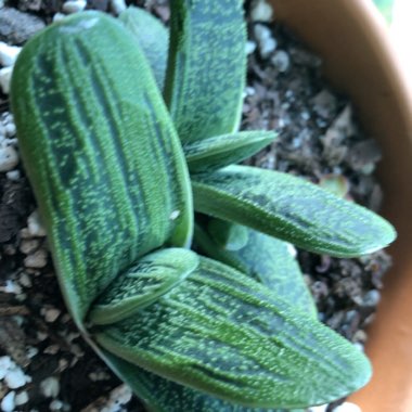 Gasteria Maculata