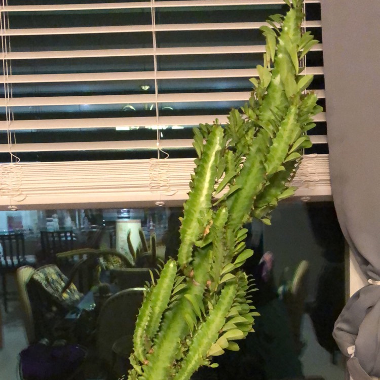 Plant image Euphorbia Trigona