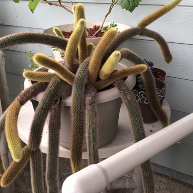 Cleistocactus winteri