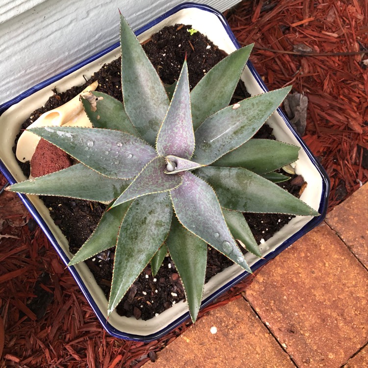Plant image Mangave Purple People Eater