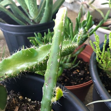 Hylocereus polyrhizus