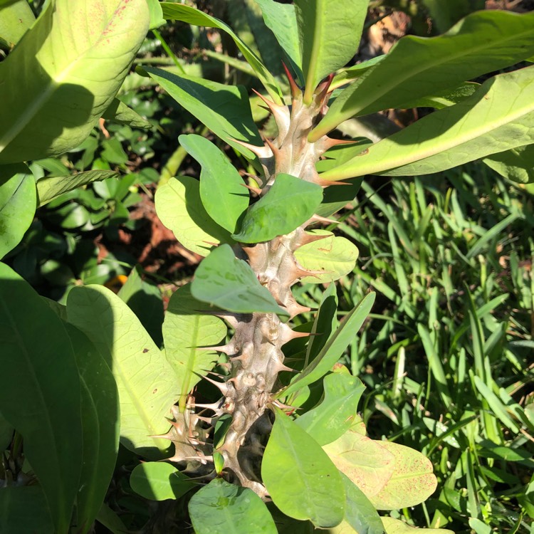 plant image 1410721