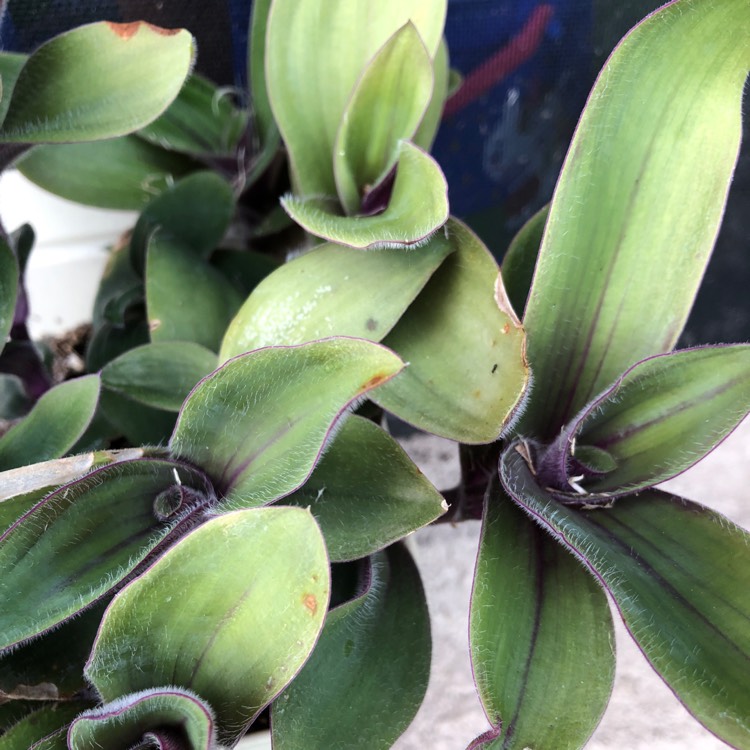 plant image 1412614 plant image 1412614