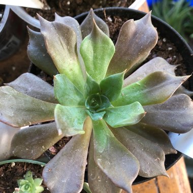 Echeveria Black Prince