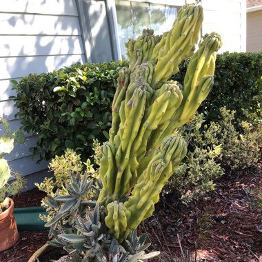 Cereus repandus monstrose 'Rojo'