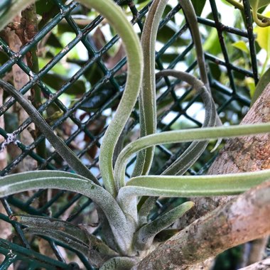 Tillandsia