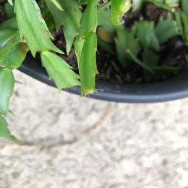 Schlumbergera truncata