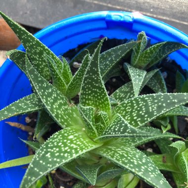 Aristaloe Aristata (formerly Aloe Aristata)