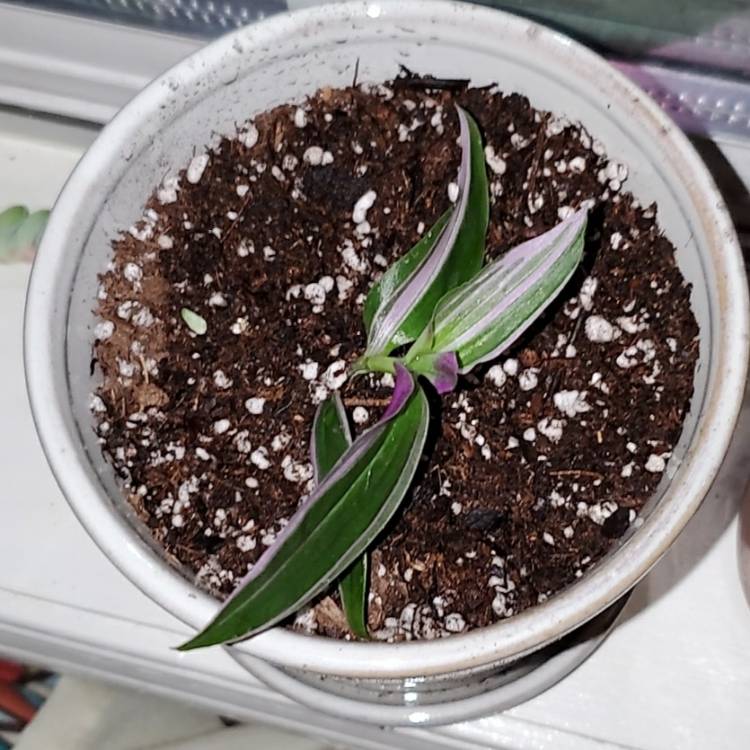 Plant image Tradescantia zebrina 'Discolor'