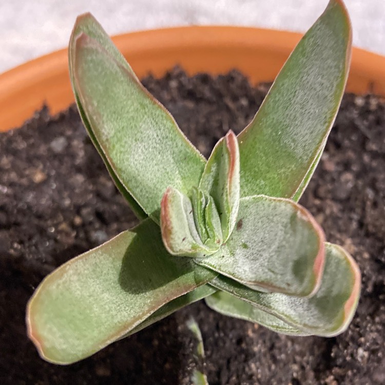 plant image 1364176