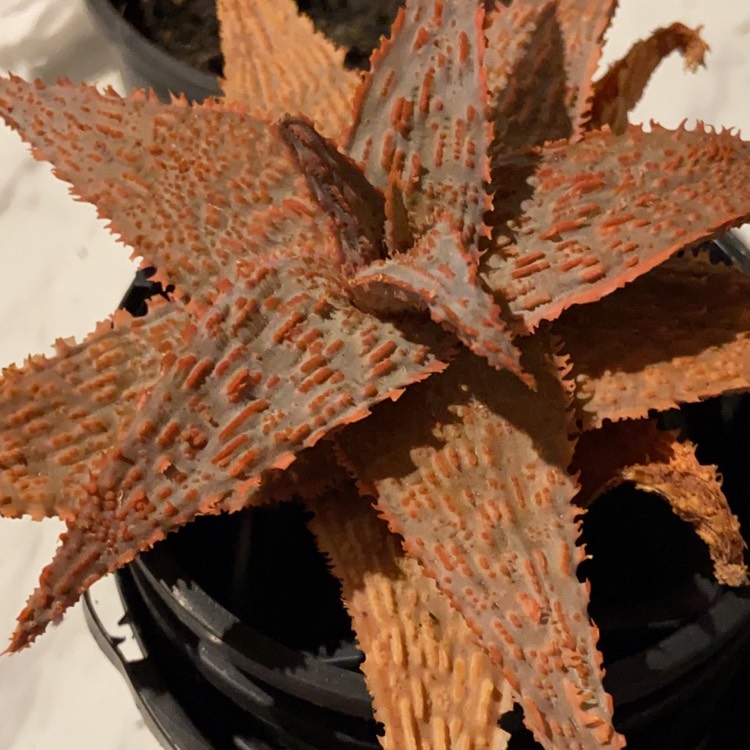 plant image 1365314