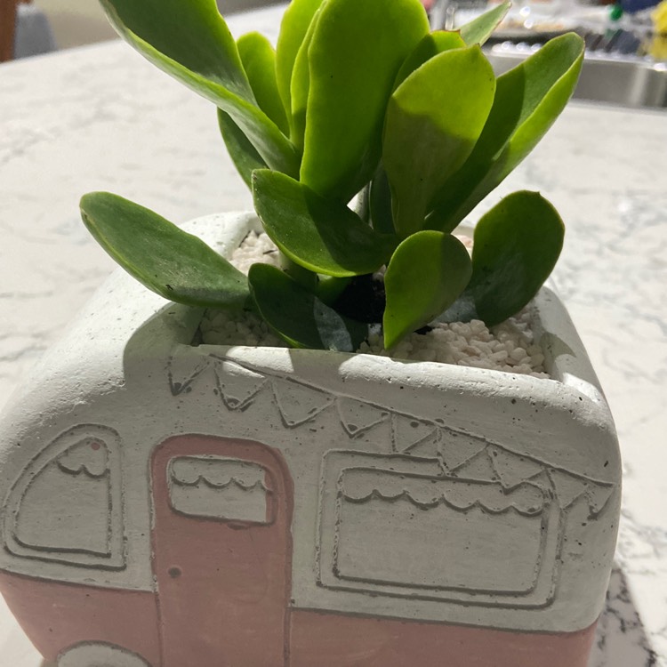Plant image Kalanchoe Flapjacks