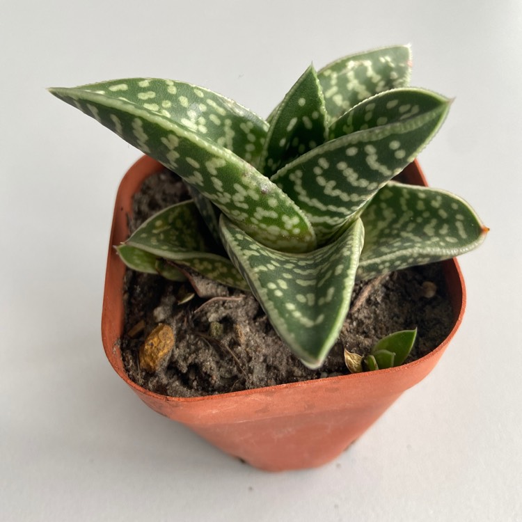 Plant image Aloe Zanzibarica