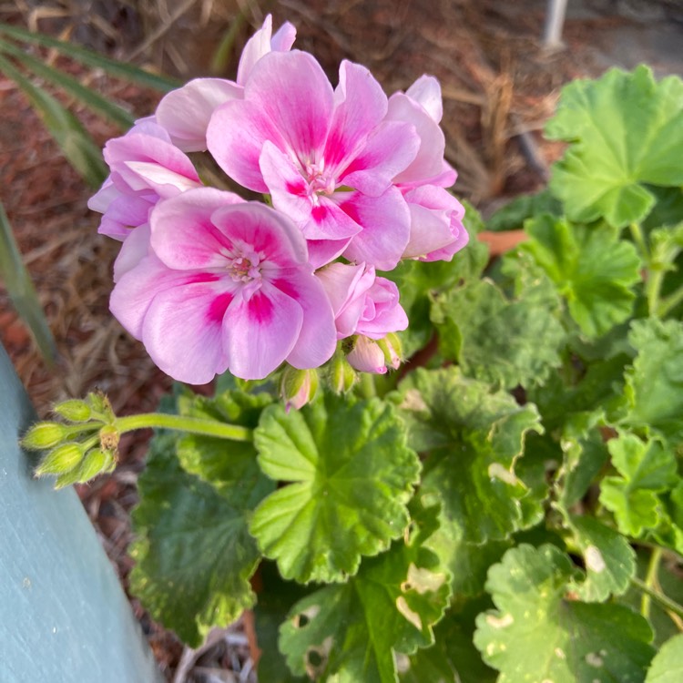 Plant image Pelargonium 'Pacviola' (Angeleyes Series) syn. Pelargonium 'Angeleyes Viola'