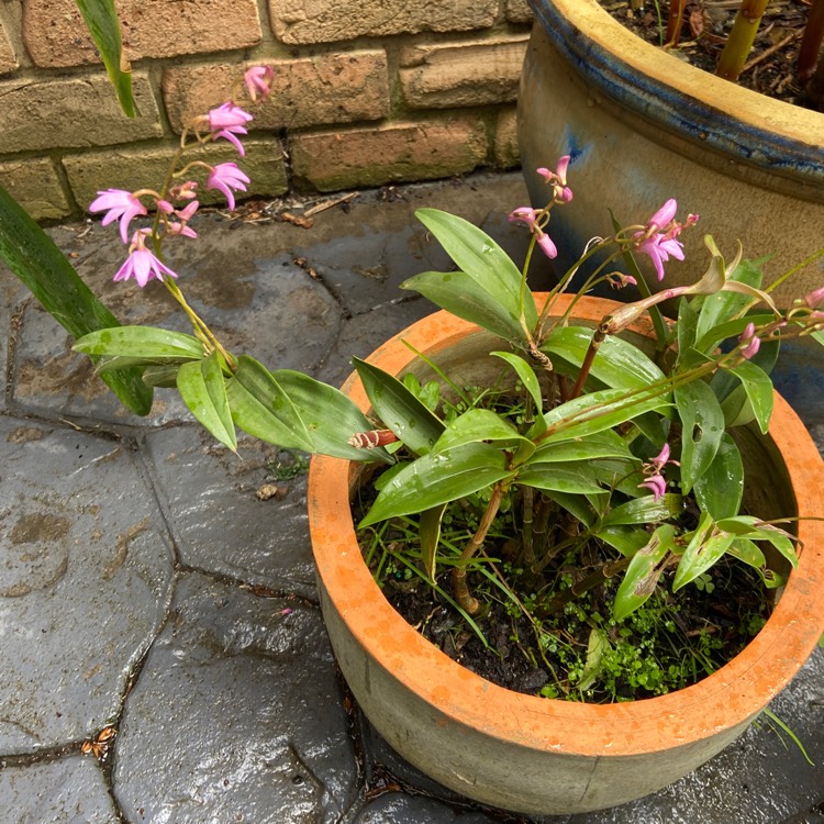 plant image 1393710