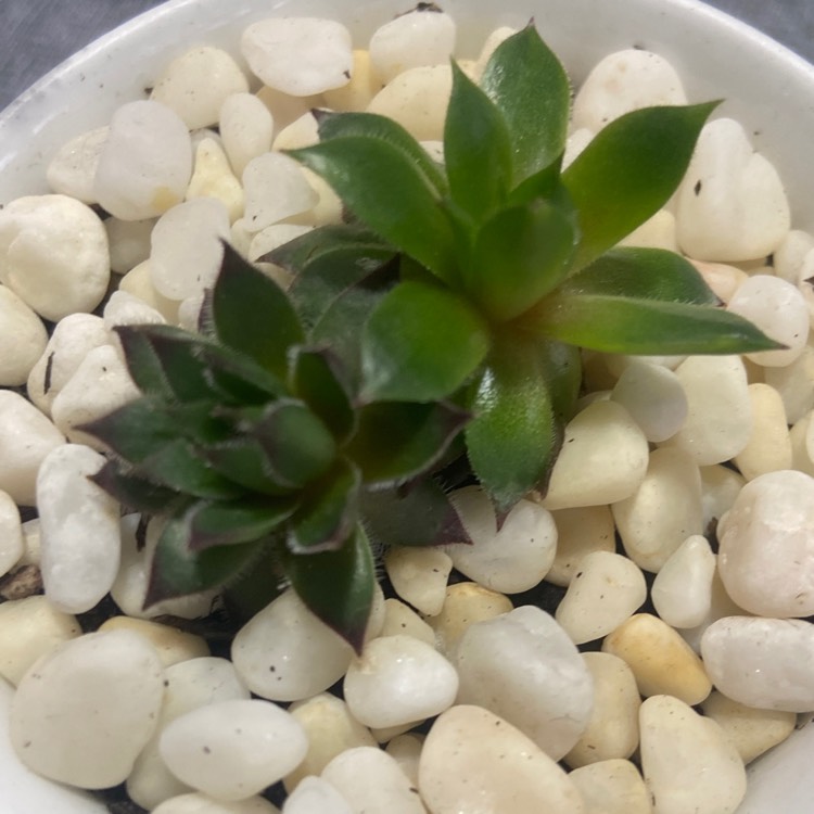 plant image 1403065