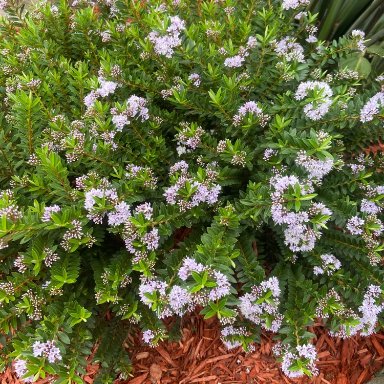 Plant image Hebe 'High Voltage'