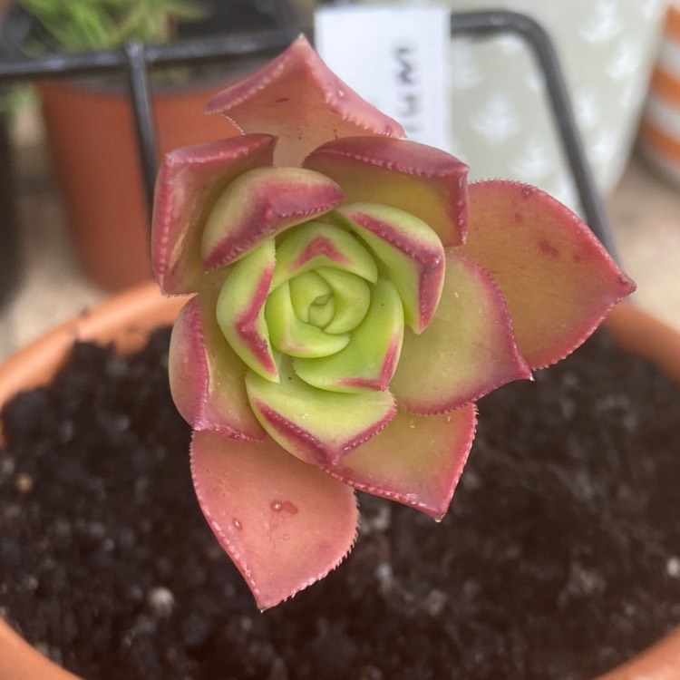 plant image 1412426