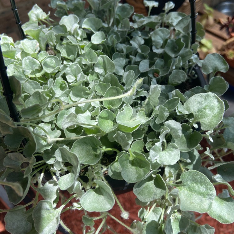 plant image 1415216