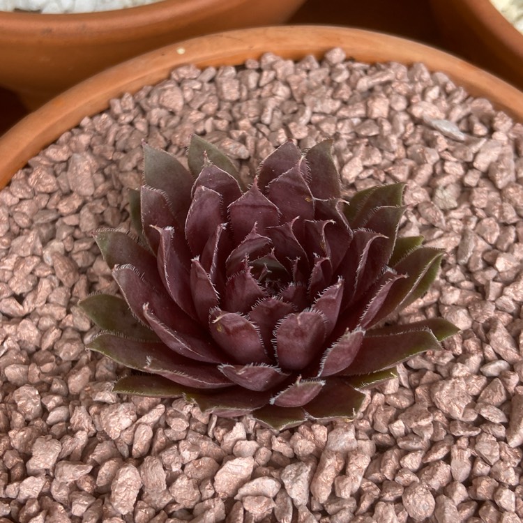 Plant image Sempervivum Royal Ruby