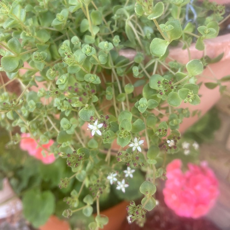 plant image 1434136